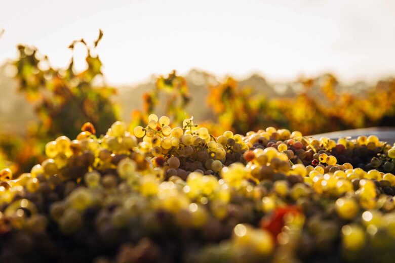 Sélection de vins au Ty Gouffre - Plougrescant